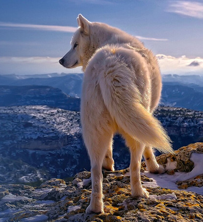 العالم الأول القطب الشمالي الذئب