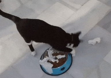 لماذا القط تفعل أنبوب دفن عمل بجانب الغذاء ؟