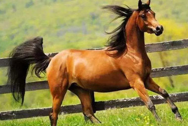 المستنسخة الخيول شركة-Sinogene يساعد الحصان تربية