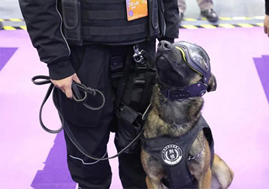 المستنسخة الشرطة الكلاب تزداد الكثير من الاهتمام في المعرض
